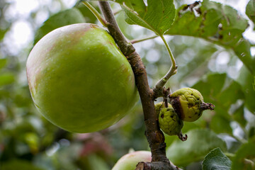 Healthy apple fruits and apples affected by fire blight. Apple fruits turn yellow and fall off. Fruit tree diseases.