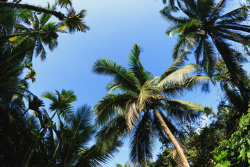 Coconut trees under blue sky