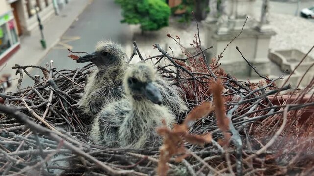 Two pigeons in a nest on a window. About four days old pigeons. life of pigeons in the city