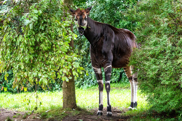 An Okapi forest giraffe standing among trees