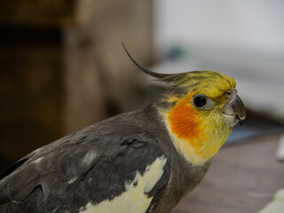 オカメインコの横顔