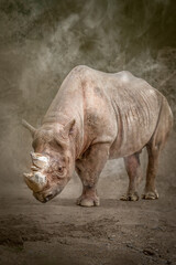 Obraz premium a rhino standing in a cloud of dust on a dirt field