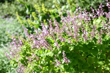 オキムム・ラビアツム