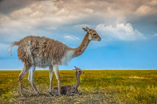 A baby Vikunja with mother in a grassy field
