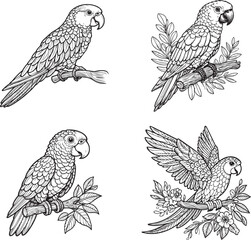 A parrot line art coloring book illustration for kids