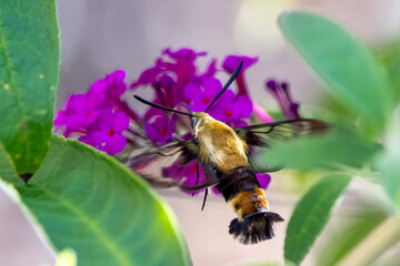 hummingbird moth