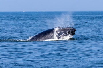 Fototapeta premium humpback whale breech 