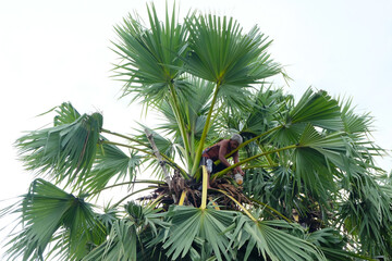 Asian old man climbing palm tree to collect fresh palm sugar and palm fruit, local village...