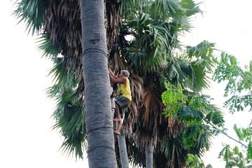Asian old man climbing palm tree to collect fresh palm sugar and palm fruit, local villager...