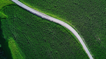 Road between corn fields
