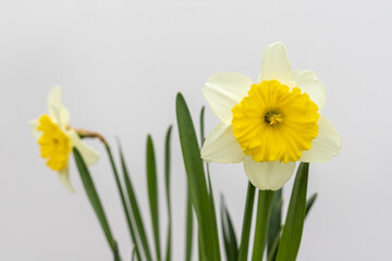 Obraz premium Narcissus white flowers with yellow center closeup