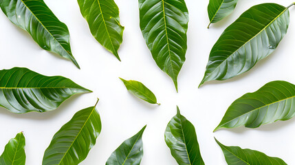 Top view of mango leaves on white background ,Fresh green citrus leaves on white background, top view ,Green leave isolated over white background with clipping path