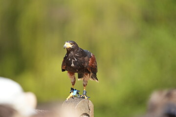 Bussard