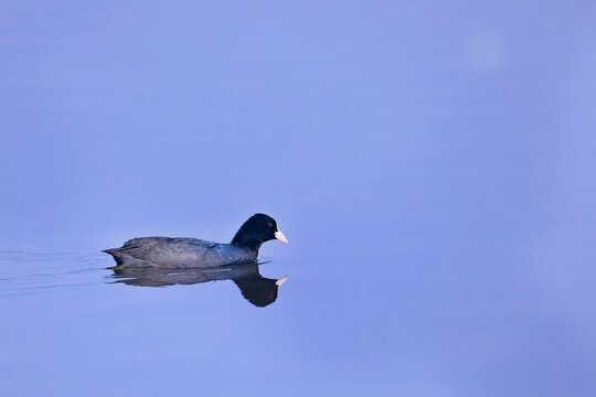 Eurasian coot swimming across
