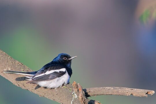 oriental magpie-robin resting on a branch