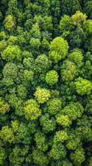 Fototapeta premium A dense canopy of green trees stretches across the landscape under bright sunlight