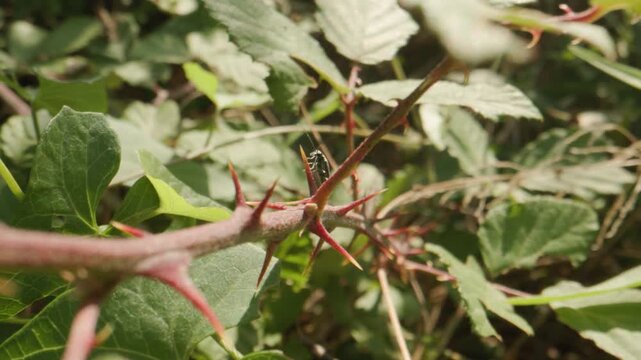 Insecte sur ronce