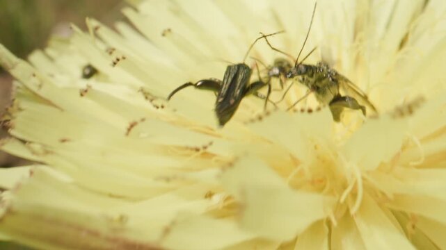 Col&eacute;opt&egrave;re insecte Oedemera flavipes 