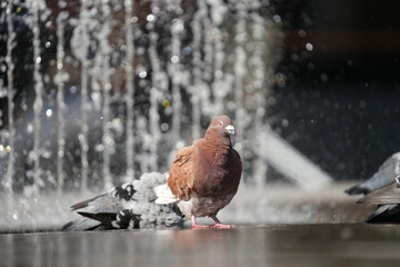 Fototapete bei efototapeten.de bestellen   