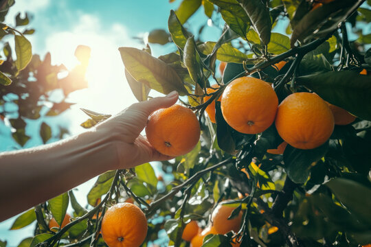 Close up of a persons hand picking a fresh orange from a tree in summer