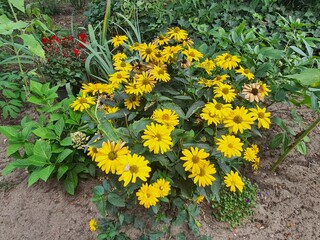 schöne gelbe Blumen auf einer Wiese in Berlin Treptow/Köpenick