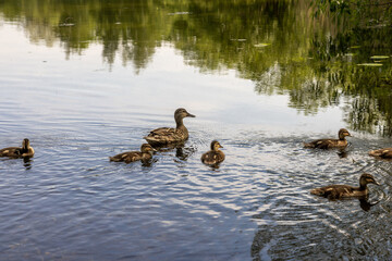 A duck with a brood of ducklings swim on the lake
