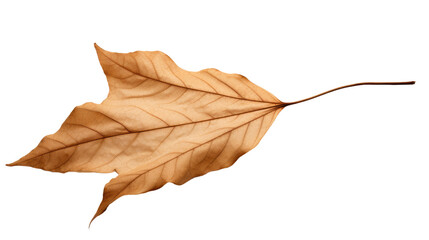 dry leaf on a white background. Telephoto lens photography Realistic daylight