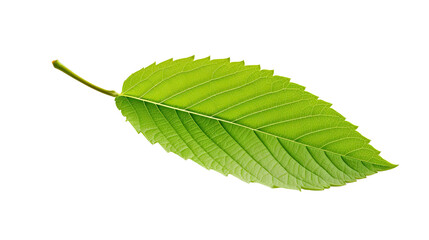 Fototapeta premium fresh leaf on a white background. Telephoto lens photography Realistic daylight