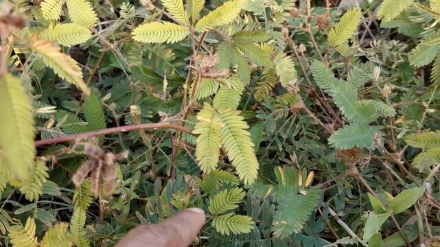 Mimosa leaves which close when receiving stimulation or touch from the fingers, video of Putri Malu leaves in the bushes in the afternoon, landscape 