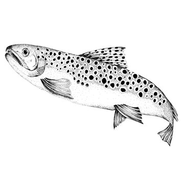 brown trout stippling style on white clip art preview
