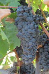racimo uvas cosecha bodega otoño vino vid