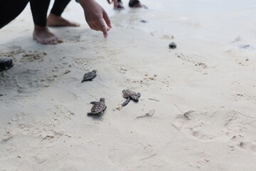 releasing baby turtle on the beach