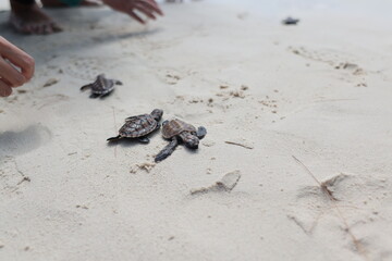 releasing baby turtle on the beach