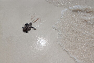 releasing baby turtle on the beach
