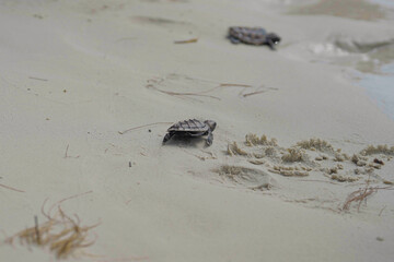 releasing baby turtle on the beach