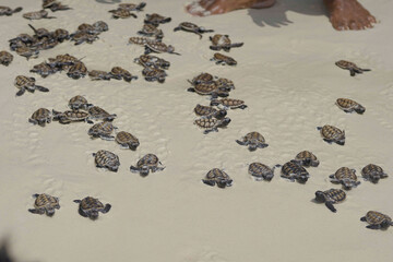 releasing baby turtle on the beach