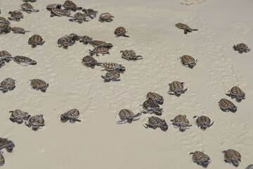 releasing baby turtle on the beach