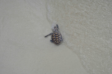 releasing baby turtle on the beach