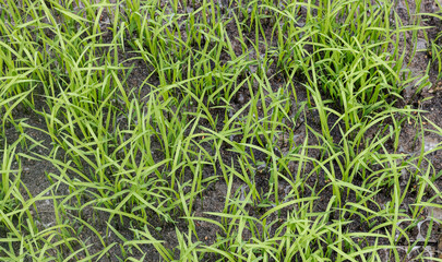 green grass background, high angle view of paddy field 