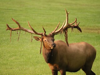 Unique Special Non-Typical Elk Bull Shedding Benezette PA