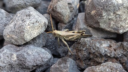 Grasshopper