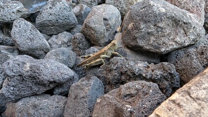 Grasshopper
