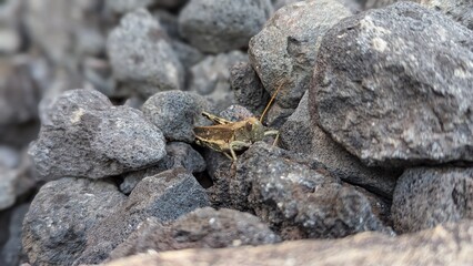 Grasshopper