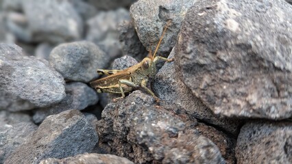 Grasshopper