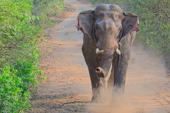 aggressive elephant running towards the camera