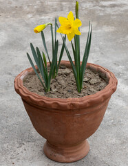 Close up beautiful yellow daffodil (Narcissus) flower blooming in pot