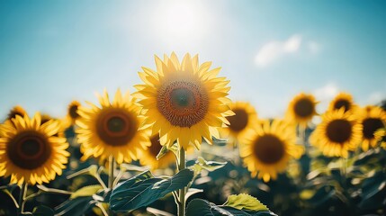 Obraz premium vibrant sunflower farm with tall, golden sunflowers stretching towards the bright blue sky.