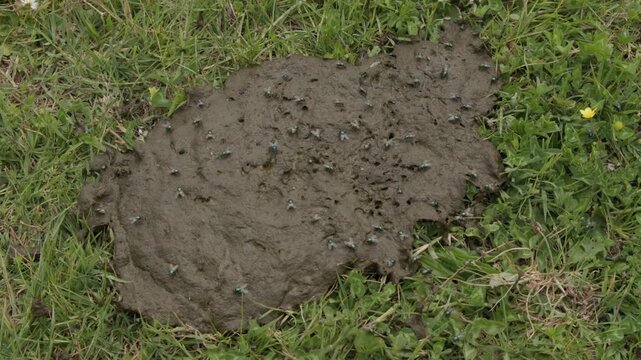 bouses de vaches  avec mouches et col&eacute;opt&egrave;res petits bousiers