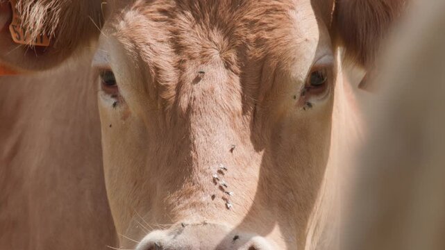 vache avec mouches