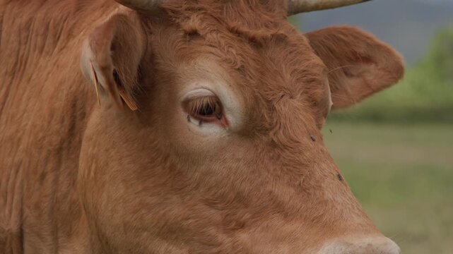 vache avec mouches